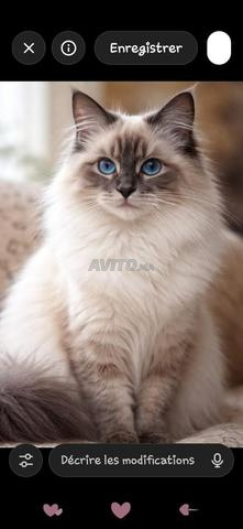 قطط سيامي هيمالايا 50 يوم - 2