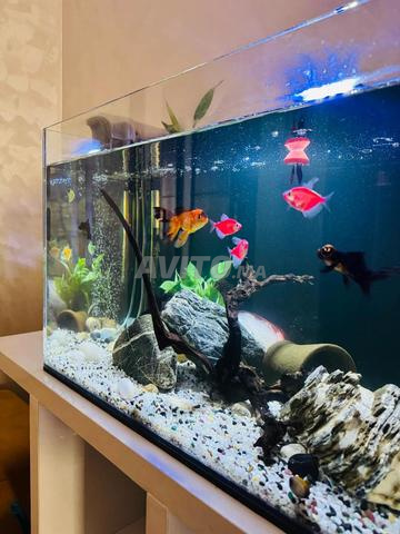 Aquarium 70/40cm - 2