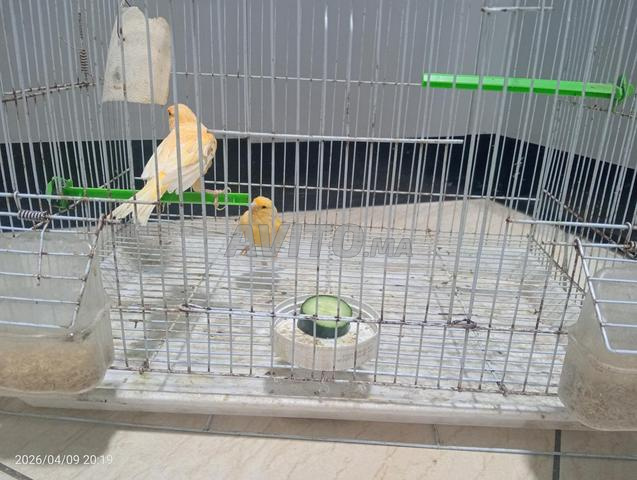 زوج ببغاوات مطوقة وزوج كناري