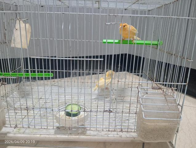 زوج ببغاوات مطوقة وزوج كناري - 2