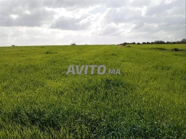 أراضٍ محفظة بسيدي رحال الشاطئ - 2