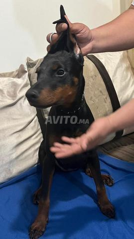 دوبرمان أصيل ذو سجل نسب - 2