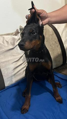 دوبرمان أصيل ذو سجل نسب