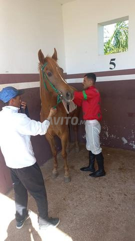 Pouliche Arabe Barbue - 2