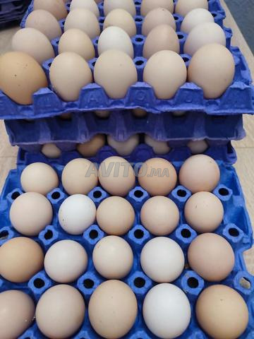 بيض بلدي حجم كبير
