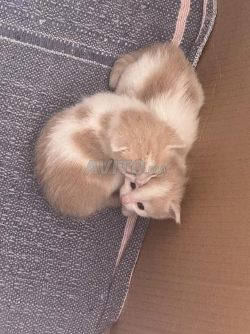 chats à adopter - 2