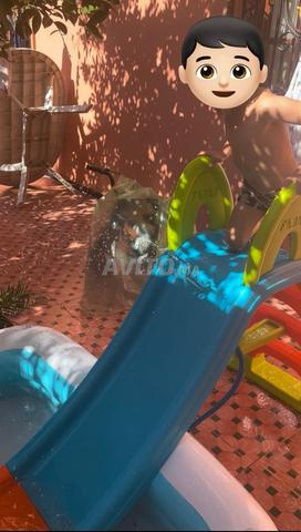 زحليقة مائية من الألياف - 2