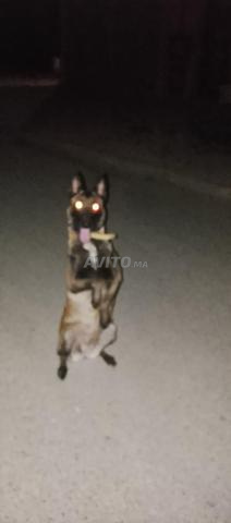 Chienne Malinois - 2