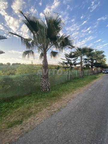 هكتارين للبيع مغروسة أفوكادو - 2