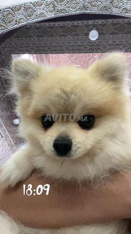 سبتز تزاوج - 2