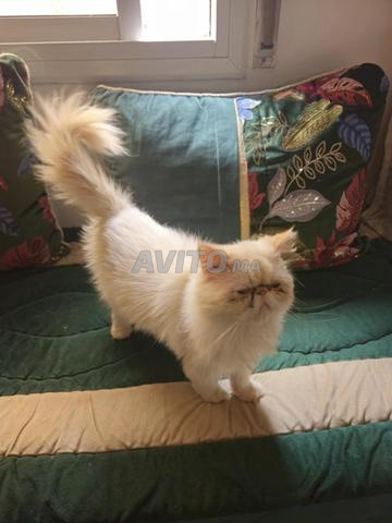 Chat persan pure race, vaccinée et jamais couplée - 2