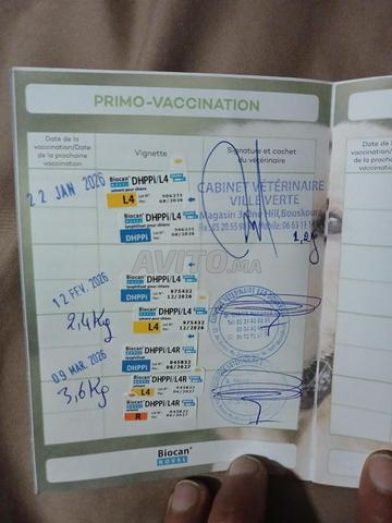 Jack Russell blanc - 2