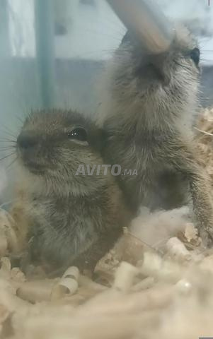 سناجب صغار - 2