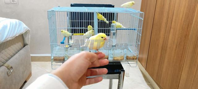 كناري مالينوا مع فراخ صغار - 2