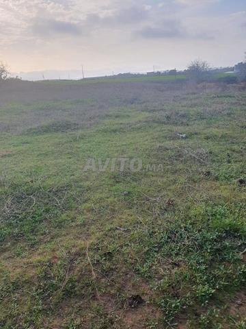 UN TERRAIN AGRICOLE EN VENTE - 2