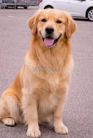 golden retriever