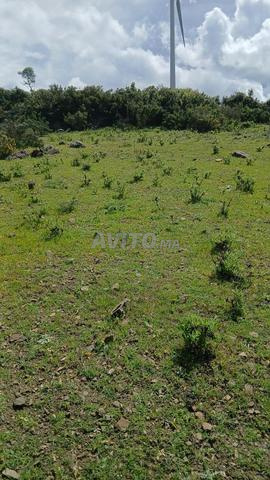 أرض فلاحية بمساحة 1600 متر مربع - 2