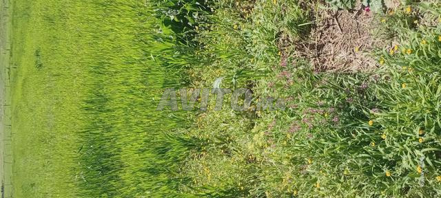 أرض للبيع مساحة 2 هكتار محفظة - 2