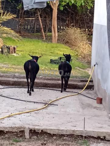 جدي مورسيان أنوك