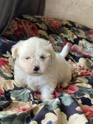 بيشون مالطي - 2