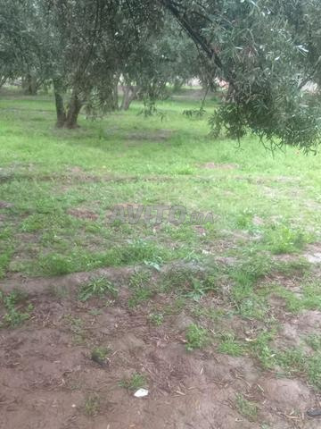 أرض للبيع ملكية عدلية - 2