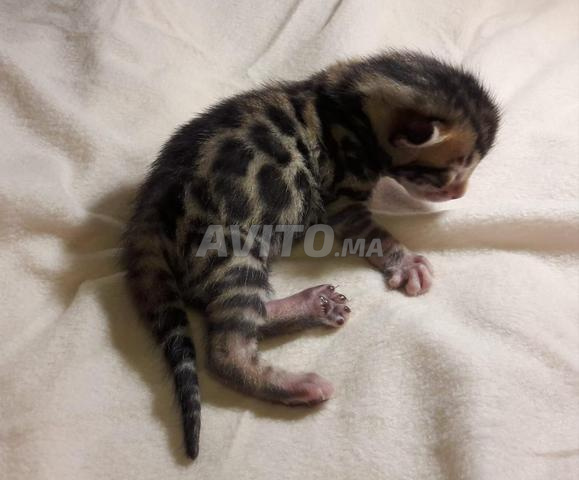 bébé chat Bengale - 2