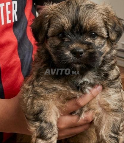 بيشون هافانيز - 2