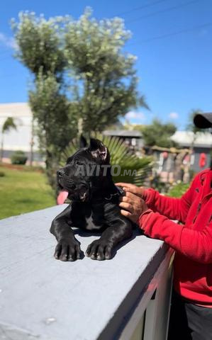 جراء كان كورسو أصيلة ذات نسب