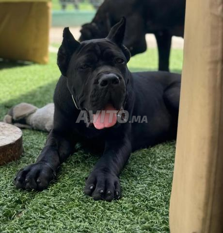 Chiots Cane Corso pedigree