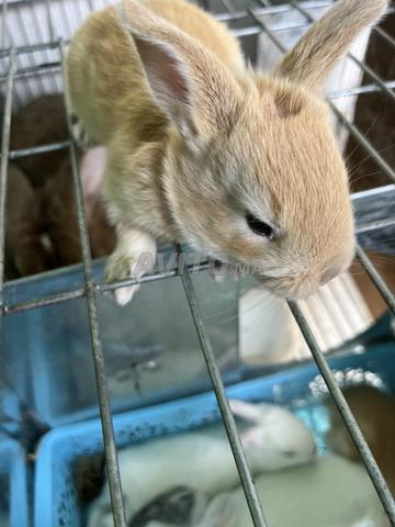 أرانب سلالات للطلب