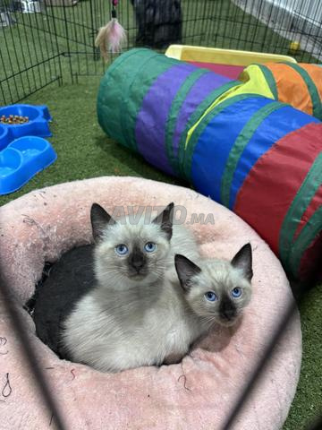 قط سيامي هيمالايا - 2