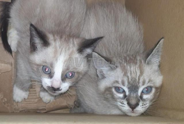 قط سيامي وأونغورا - 2