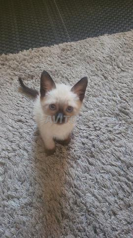 قطط سيامو وقطط بيضاء - 2