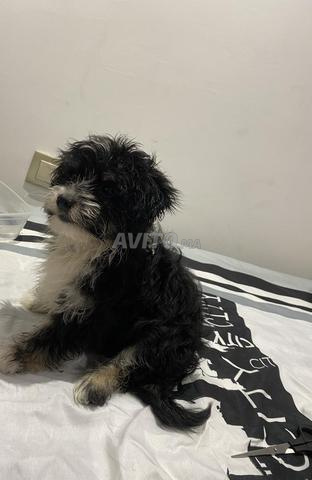 كلب بيشون ذكر - 2