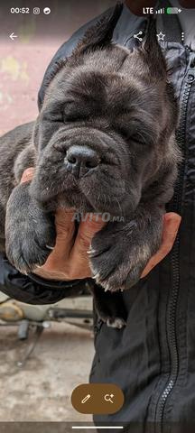 Cane Corso