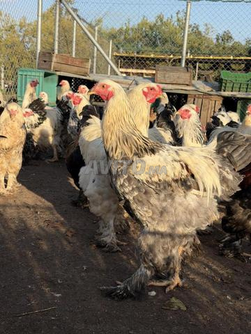 دجاج براهمة للبيع