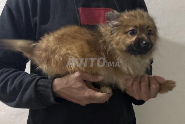 سبيتز لو لو