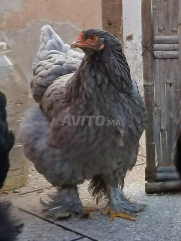 Oeufs de Brahma fertilisés