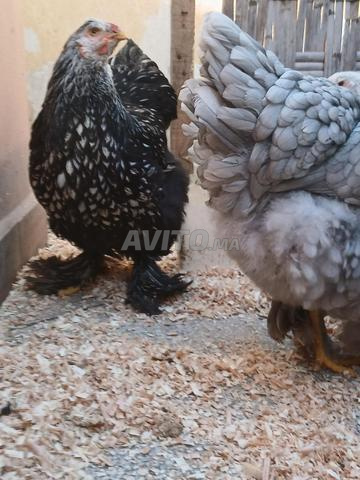 Oeufs de Brahma fertilisés