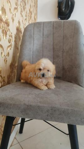 بيشون هافانيز