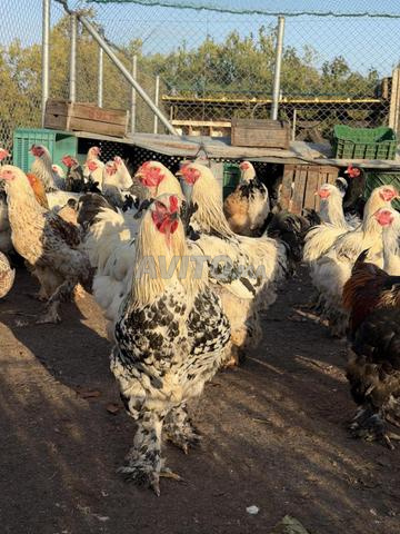 Poule Brahma à vendre - 2