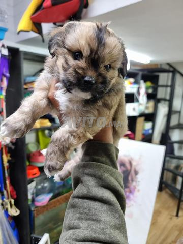 بيشون هافانيز - 2