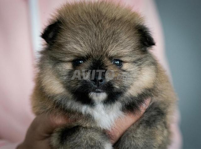 سبيتز قزم بومرينيان - 2