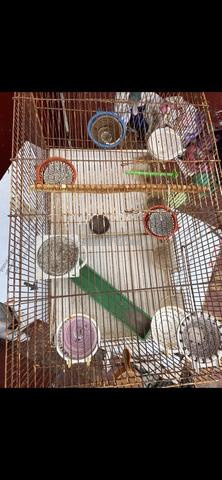 قفص طيور للبيع - 2
