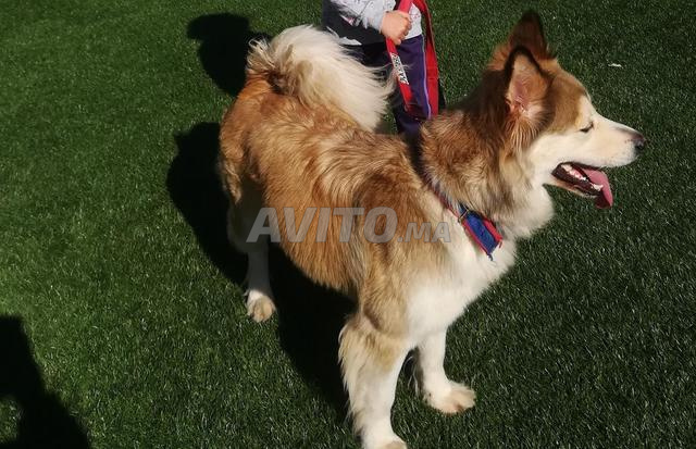 أكيتا × مالاموت عمره سنة - 2