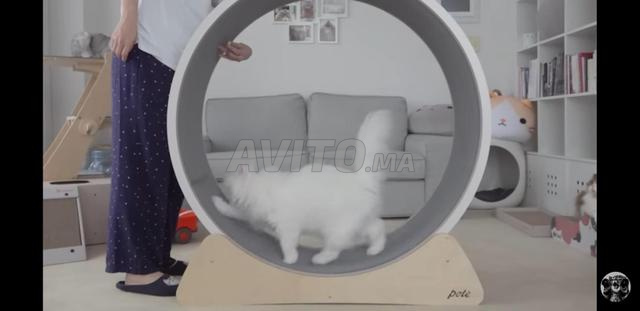 عجلة تمارين للقطط - 2