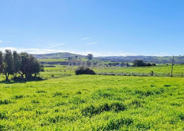 Terrain titré 4500 m² près d’Asilah - 2