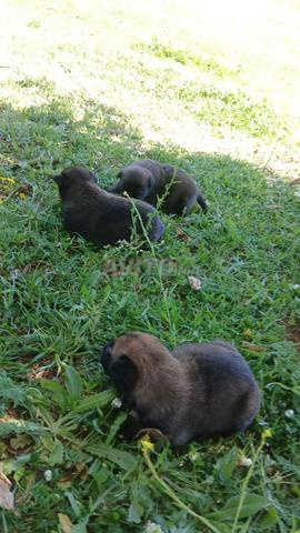 كلب مالينوا - 2