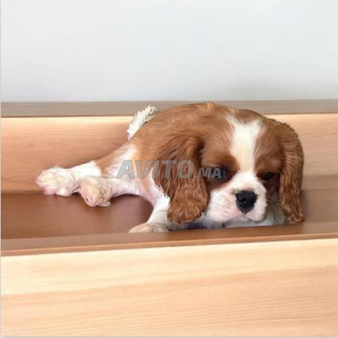 كلاب كافالييه كينغ تشارلز أصيلة - 2