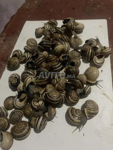 Quartier Al Menasser, Harhoura - 2